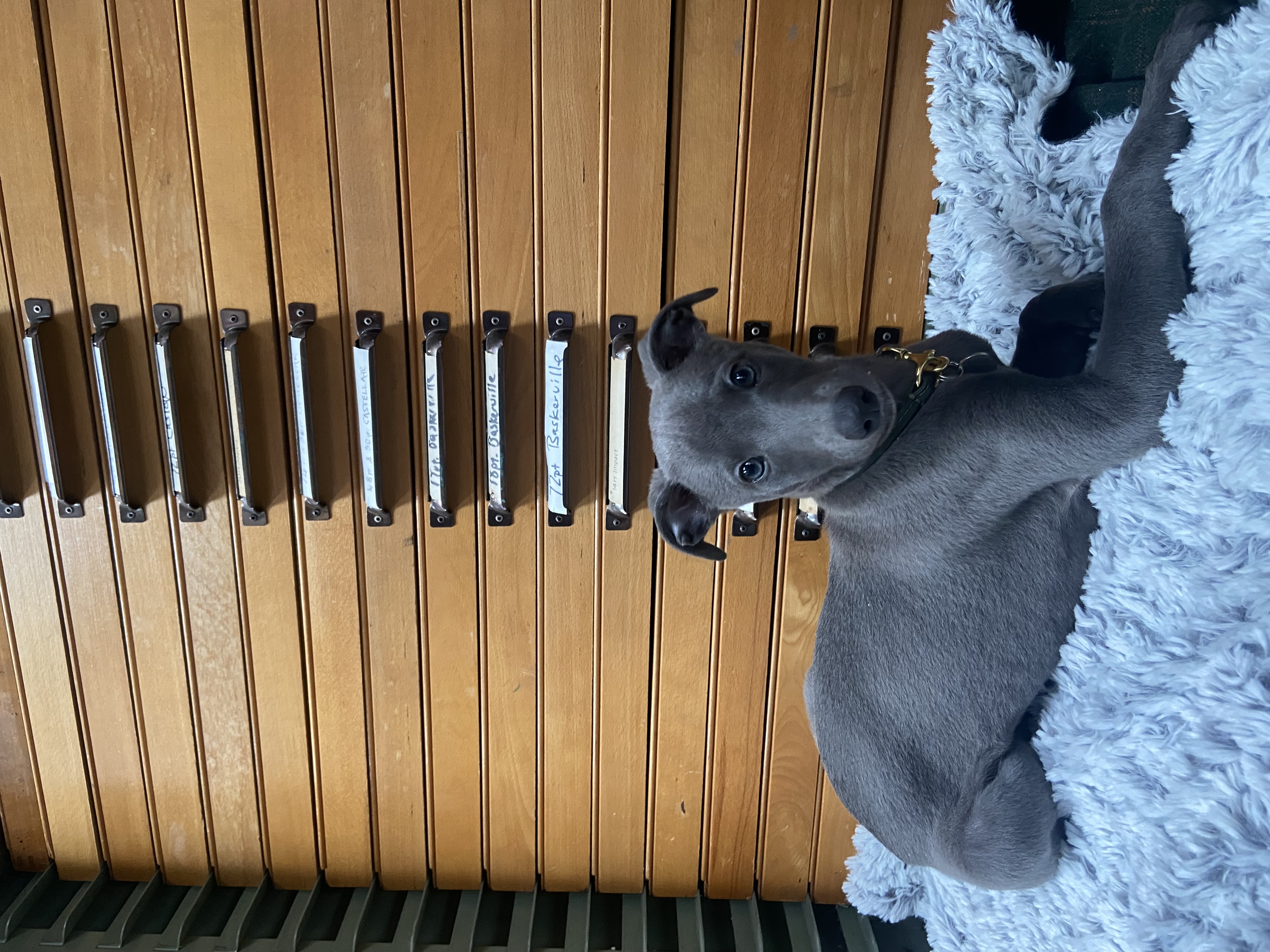 Baskerville the Whippet puppy in front of the type cases